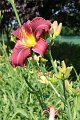 IMG_4275 (Large)